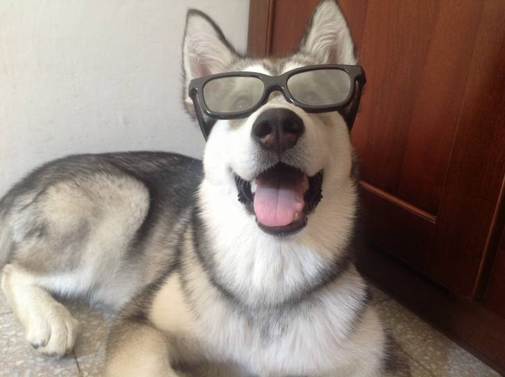 Kendra - Malamute d'Alaska (5 mois)