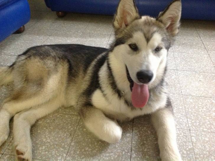 Kendra - Malamute d'Alaska (5 mois)
