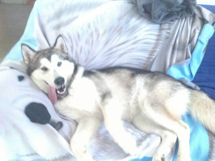 Kendra - Malamute d'Alaska (7 mois)