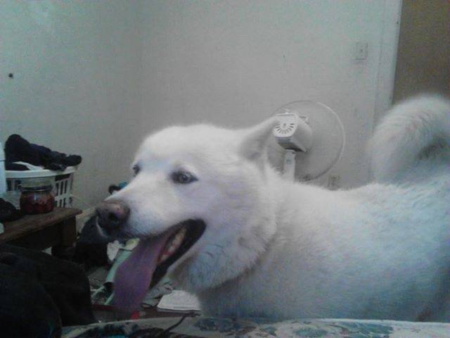 Mady - Malamute d'Alaska (3 ans)