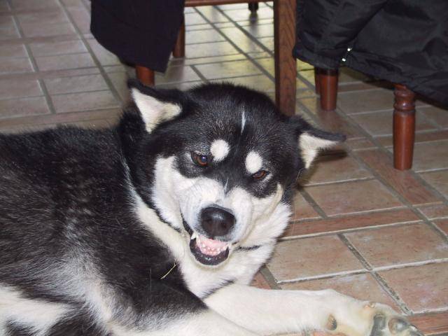 Alaskan Malamute - Malamute d'Alaska
