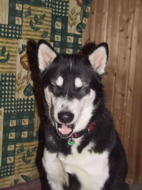 Alaskan Malamute - Malamute d'Alaska
