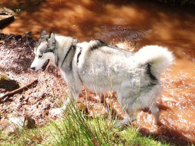 Djuna femelle Malamute de 2 ans - Malamute d'Alaska (2 ans)