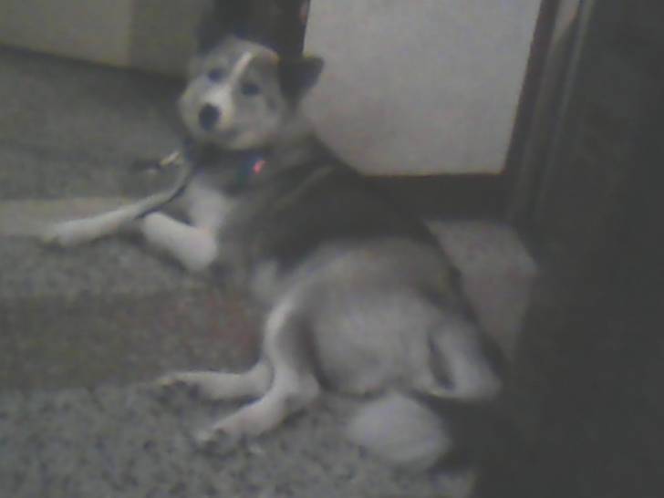 Alaska - Malamute d'Alaska (6 mois)