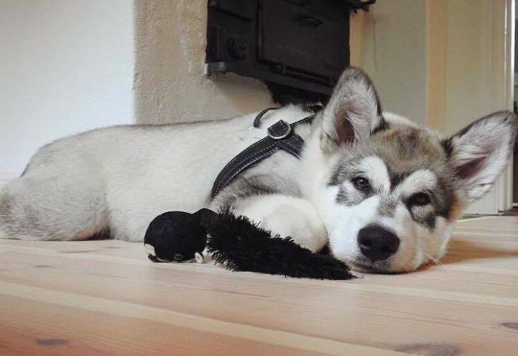 Luca - Malamute d'Alaska Mâle (4 mois)