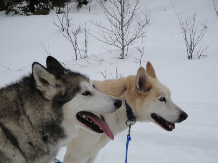Photo Malamute d'Alaska