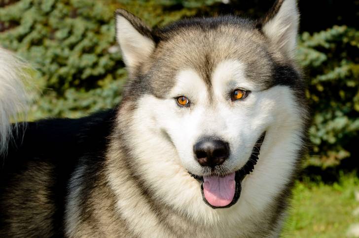 Photo Malamute d'Alaska