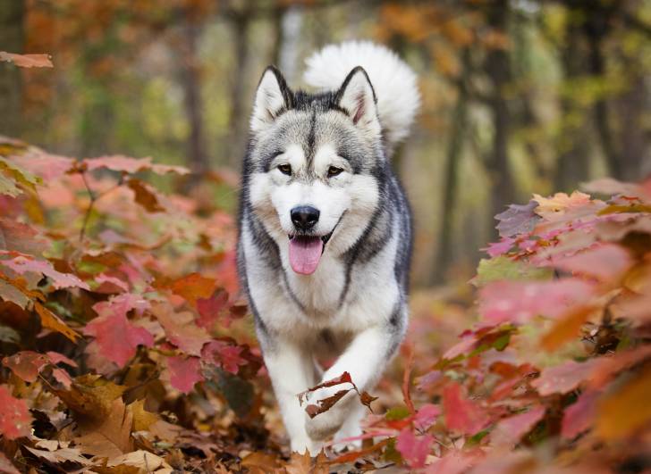 Un Malamute se promène dans une forêt en automne