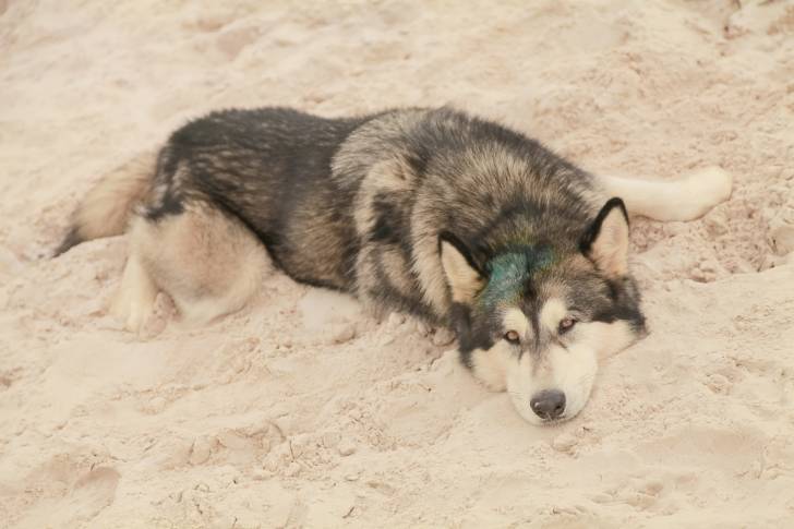 Un Malamute d'Alaska allongé sur de la neige