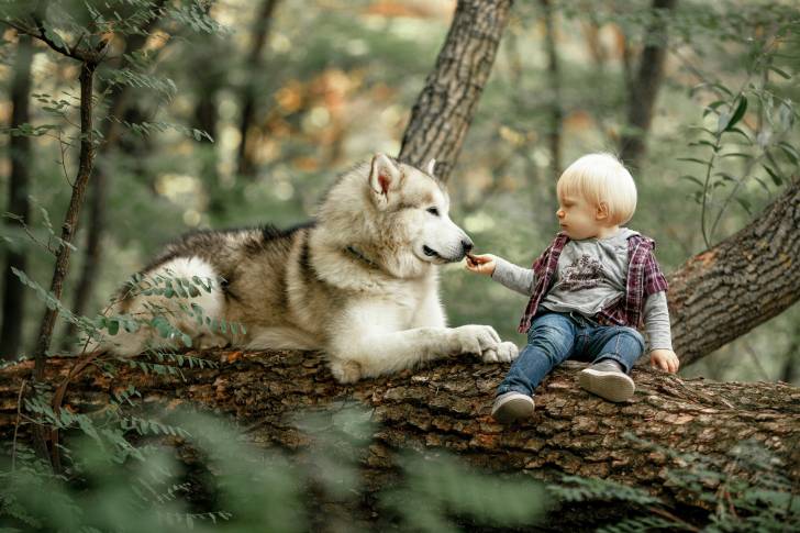 Un Malamute d'Alaska allongé dehors avec un petit garçon