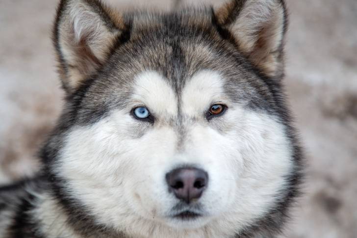 Vue proche d'un Malamute aux yeux vairons