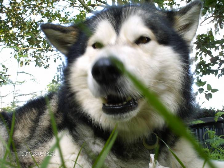 Dirac - Malamute d'Alaska Mâle (3 ans)