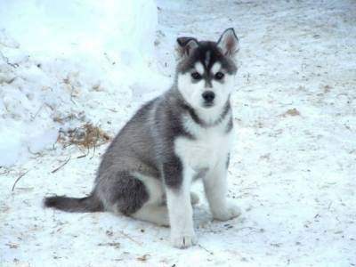 Shanon - Malamute d'Alaska (3 mois)