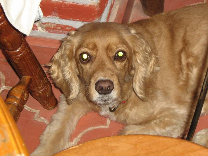 Sindy - Cocker Américain (11 ans)