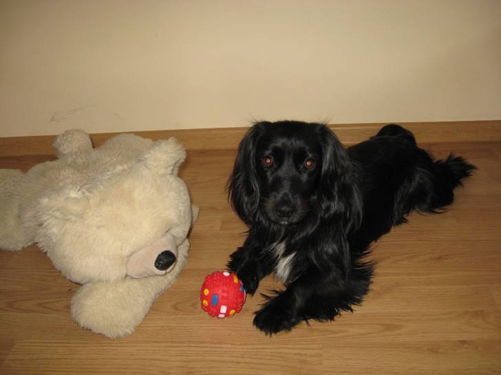 Daisy - Cocker Américain (4 ans)