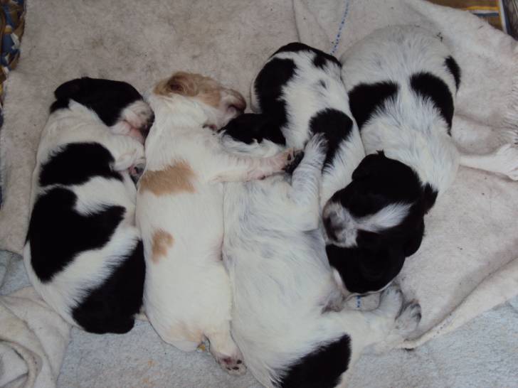 Mis cachorros - Cocker Américain