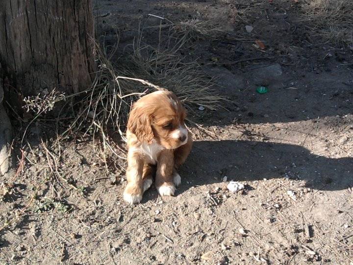Molly - Cocker Américain (2 mois)