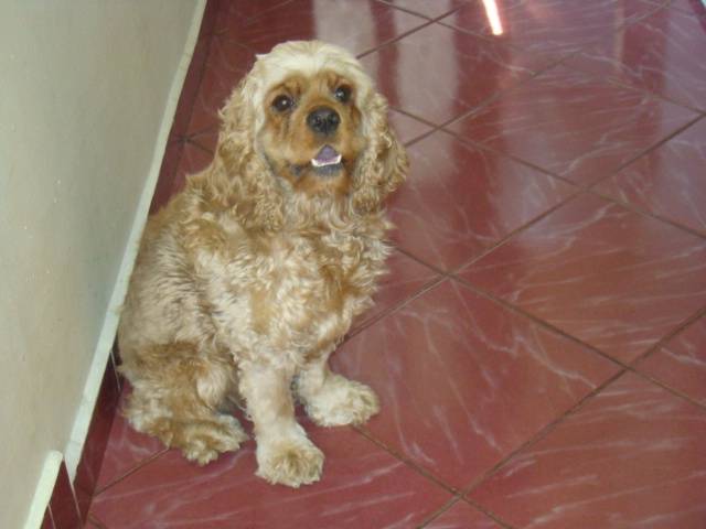 Jenna - Cocker Américain (4 ans)