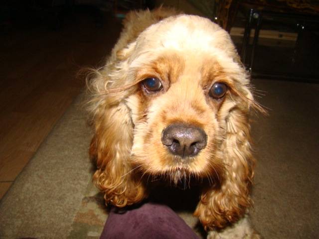 Jenna - Cocker Américain (4 ans)