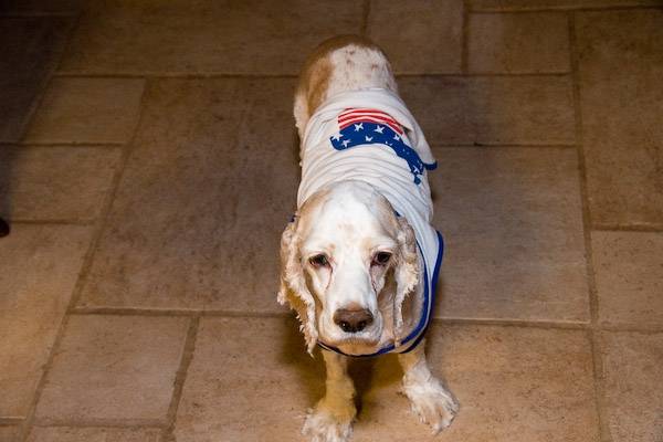 Buddy - Cocker Américain Mâle (13 ans)