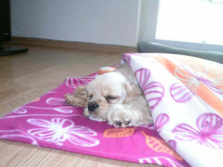 Molly - Cocker Américain (8 mois)