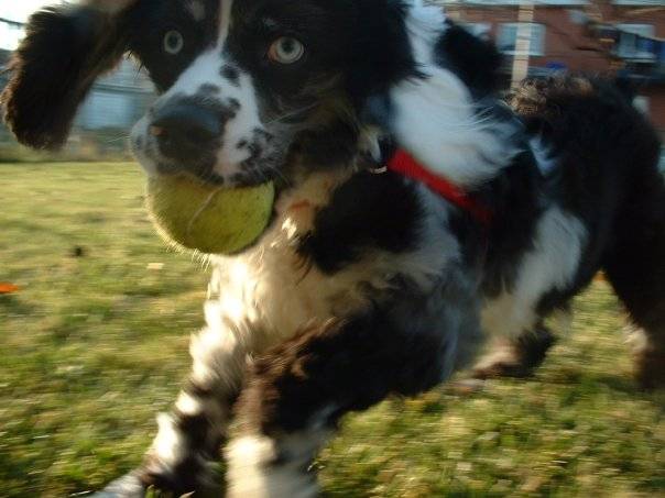 cookie - Cocker Américain Mâle (5 ans)