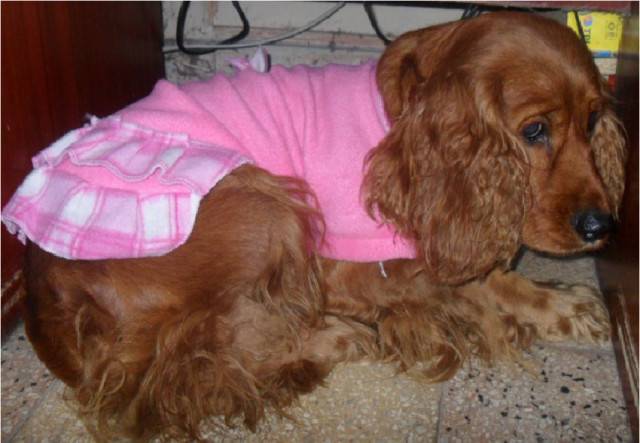 Kaisy - Cocker Américain (9 ans)