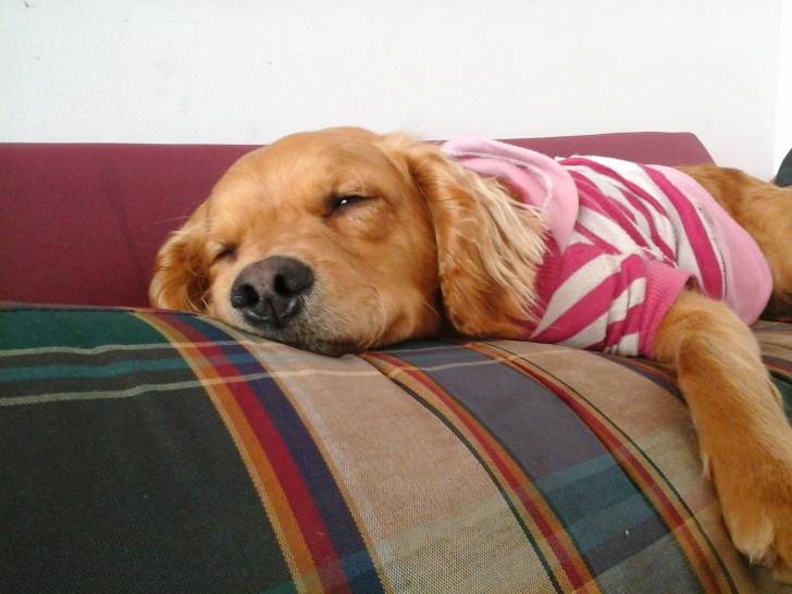 Oza - Cocker Américain (2 ans)