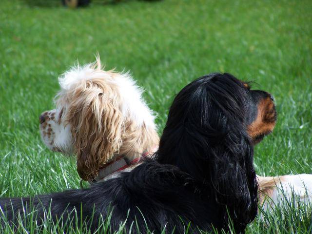 cocker Américain - Athos - Cocker Américain