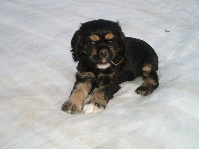 Cocker américain Bahia - Cocker Américain