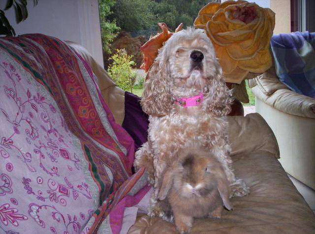 Cocker americain Upsa et Lapin Bellier Angora Praline - Cocker Américain