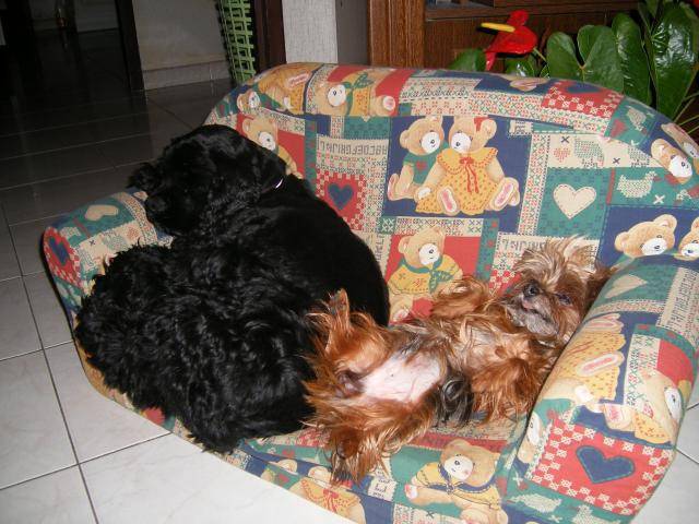 Vanille-Cocker Américain et Scotch-Mini York - Cocker Américain