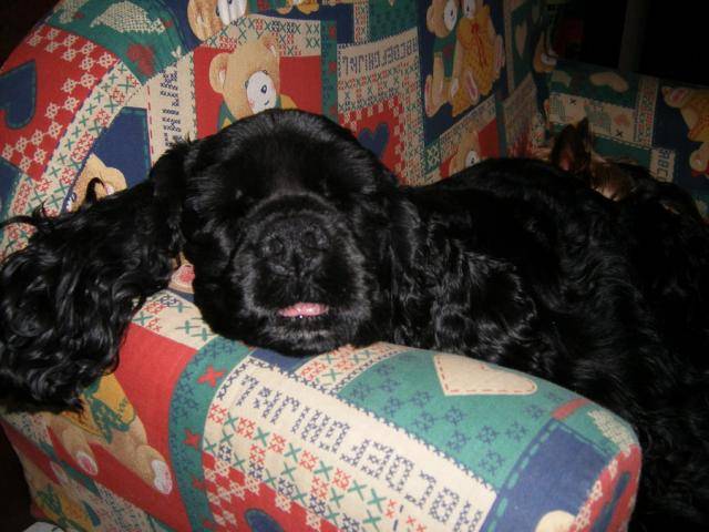 Vanille.. Cocker américain - Cocker Américain