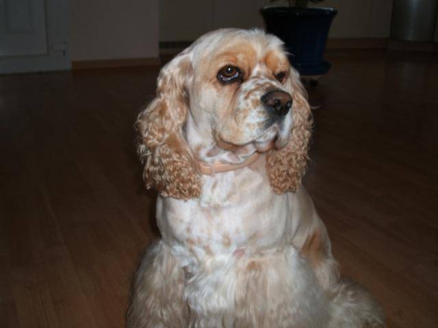 bandit : the rebell the cocker americain - Cocker Américain