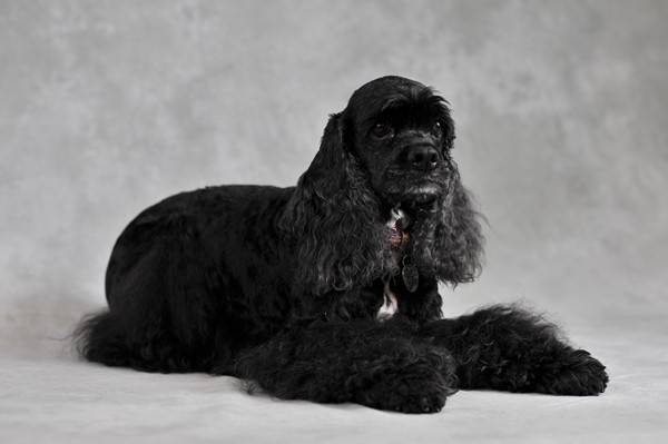 Indy, Cocker Américaine - Cocker Américain