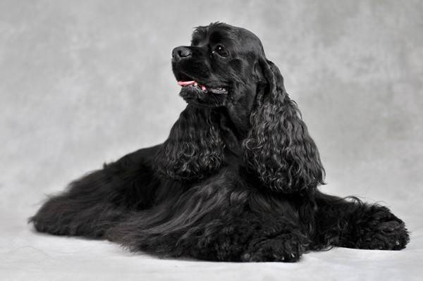 Casper du Parc des Lys - Cocker Américain