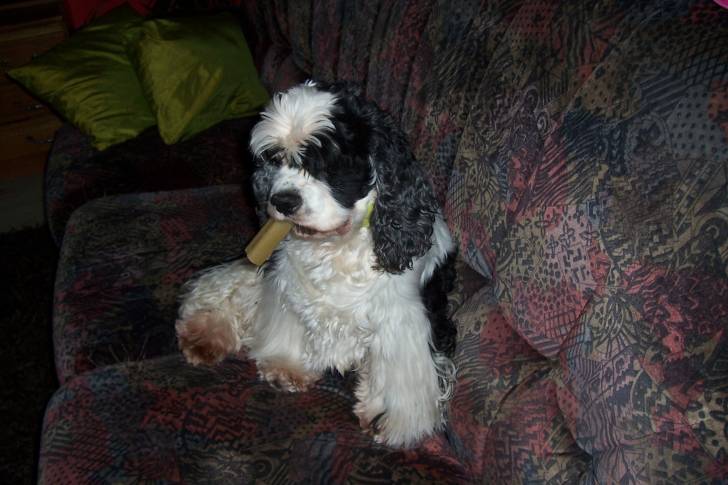 samy - Cocker Américain Mâle (9 ans)