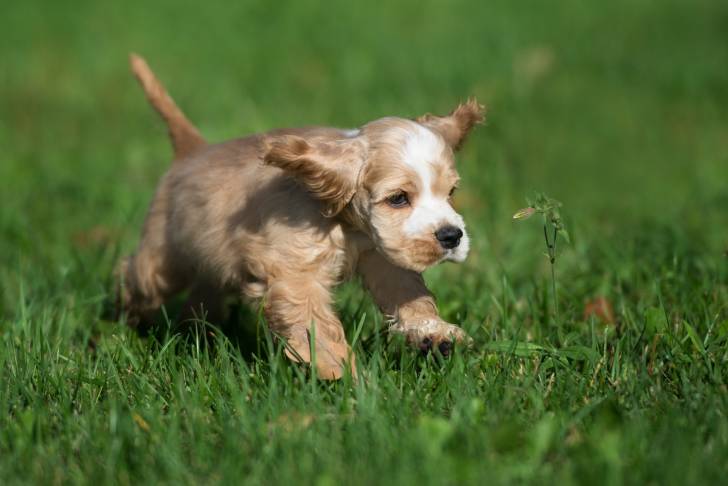 Un chiot Cocker Américain qui se promène dans l'herbe