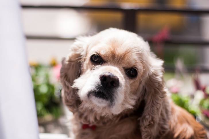 Le visage d'un Cocker Américain