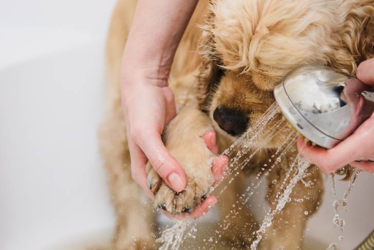 Un Cocker Américain en train de prendre un bain