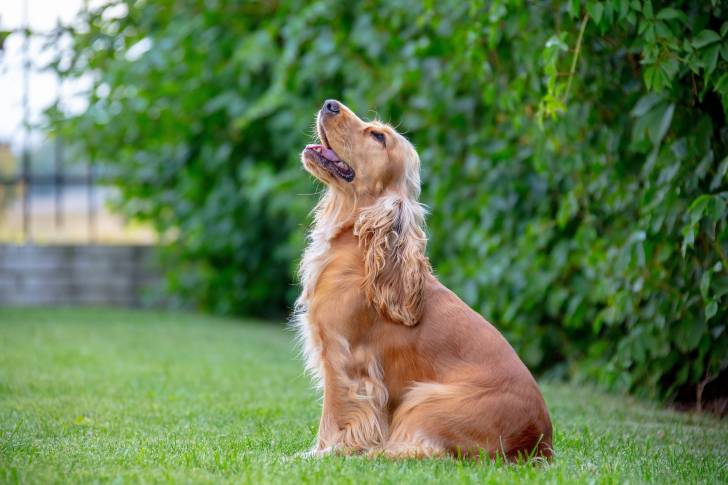 Un Cocker Américain assis dans l'herbe