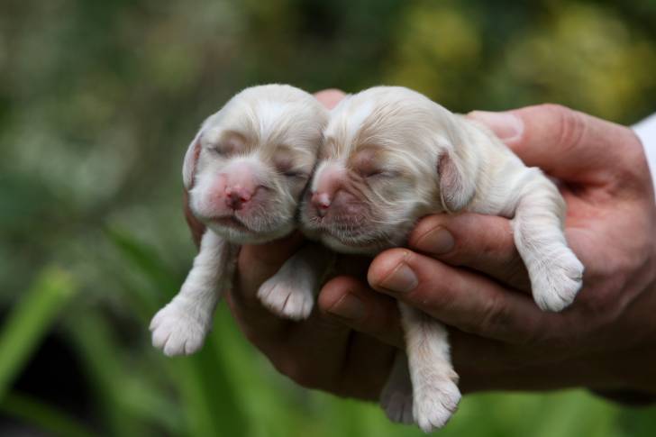 Deux chiots Cockers Américains dans les mains de leur propriétaire 