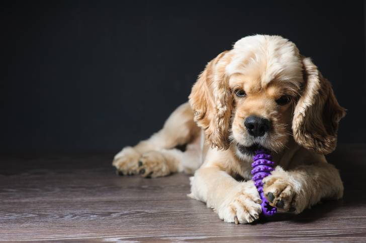 Un chiot Cocker Américain en train de jouer avec un jouet en plastique