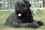 Rubis - Bouvier des Flandres Mâle (Autre)