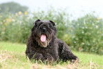 Un Bouvier des Flandres allongé dans l'herbe