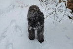 Un Bouvier des Flandres sur une surface enneigée 