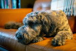 Un Bouvier des Flandres allongé sur un canapé et semblant détendu