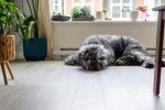 Un Bouvier des Flandres allongé dans un appartement
