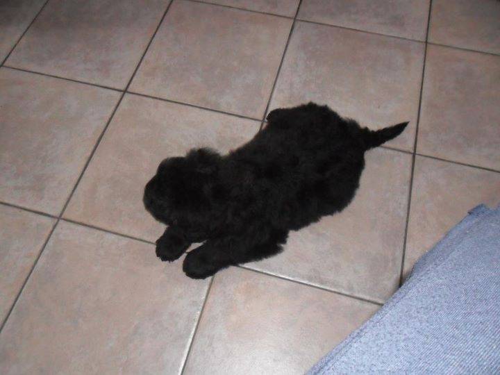 Nounours - Bouvier des Flandres Mâle (7 mois)