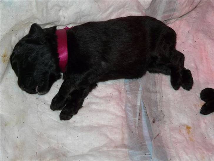 Helsy - Bouvier des Flandres